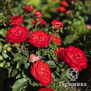 Роза Плантен Ун Блюмен, Топалович (лиц)