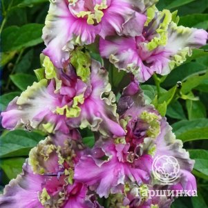 Гладиолус Уральские сказы