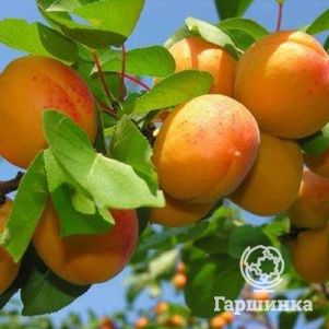 Абрикос Россиянин