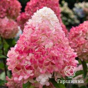Живая изгородь: Гортензия Пинк энд Роуз 10шт