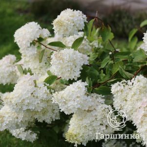 Живая изгородь: Гортензия Саммер Сноу 10шт
