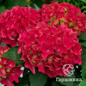 Гортензия Брайт Ред крупнолистная (макрофила)