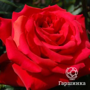 Роза Гранд Аморе чайно-гибридная, Топалович (лиц)