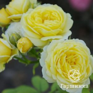 Роза Комтесс дю Бари флорибунда, Top Roses