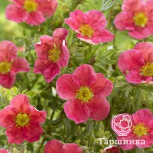 Лапчатка Данни Бой кустарниковая