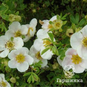 Лапчатка Тилфорд Крим кустарниковая