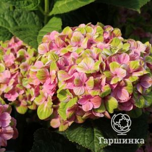 Гортензия Мэджикал Фарфалла крупнолистная