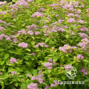 Спирея Дабл Плей Артист японская