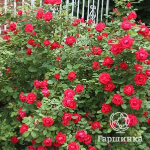 Роза Дабл Нокаут Мейян (лиц)