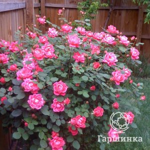 Роза Дабл Пинк Нокаут Мейян (лиц)