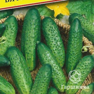 Огурец Вятич F1 5 шт, Семена Престиж