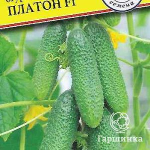 Огурец Платон F1 5 шт, Семена Престиж