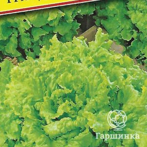 Салат Гранд Рапидс 10 шт, Семена Престиж