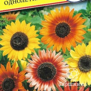 Подсолнечник Смесь однолетний 10 шт Семена Престиж 22₽
