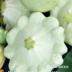 Патиссон Пятачок 12 Семена Поиск 39₽