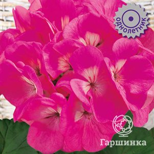 Пеларгония Маверик Розовая 5, Семена Поиск