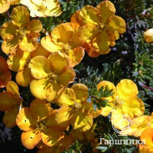 Лапчатка Аннет кустарниковая