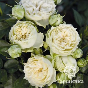 Роза Вейдинг Пиано