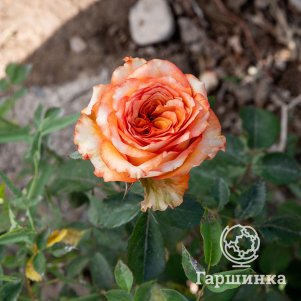 Роза Каралуна