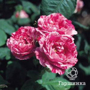 Роза Фердинанд Пичард