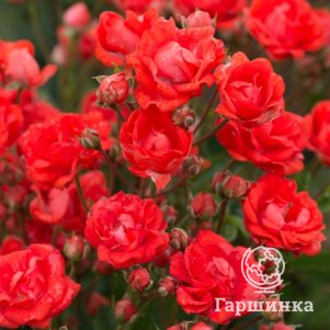 Роза Бэби Баккара