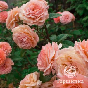 Роза Бельведер шраб