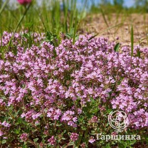 Тимьян Мэджик Карпет ползучий