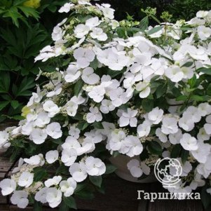 Гортензия Ранавей Брайд ампельная крупнолистная