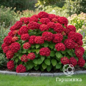 Гортензия Ред Барон крупнолистная (макрофила)