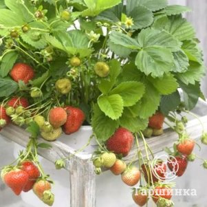 Клубника Витязь