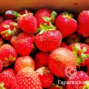 Клубника Ольвия