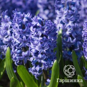 Гиацинт Дельфт Блю 1 шт