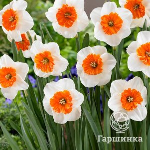 Нарцисс Белла Виста крупнокорончатый 2шт.