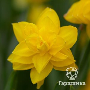 

Нарцисс Голден Дукат махровый 2шт