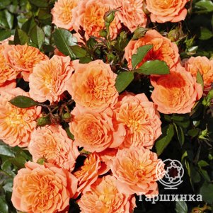 Роза Нинетта флорибунда