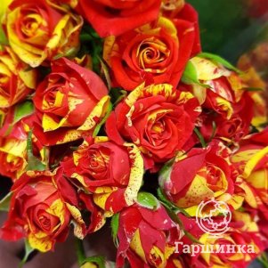 Роза Файер Флеш спрей