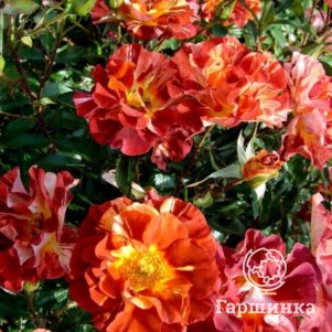 Роза Саммер Лодж шраб