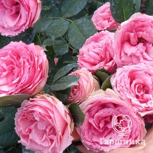 Роза Фест Леди шраб