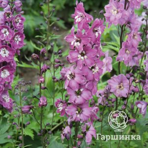 Дельфиниум Мэджик Фонтейнс Лилак Пинк Вайт Би