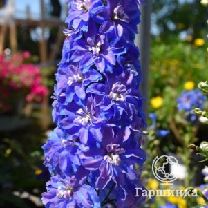 Дельфиниум Гардиан Блю садовый