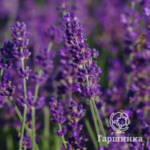 Лаванда Лес Блюз Тсиерри узколистная