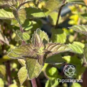 Мята Лебединая песня