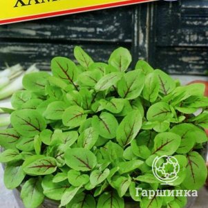 Щавель Хамелеон РС-1 01 г Семена Престиж 39₽