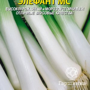 Лук порей Элефант МС 0,5 г, Плазменные семена