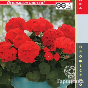 Пеларгония Мулен Руж F1 зональная 3 шт, Плазменные семена