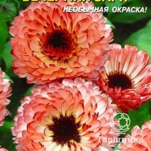 Календула Вечерняя заря 0,2 г, Плазменные семена