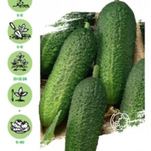 Огурец Гармонист F1 10 шт. корнишон ЦП Семена Гавриш