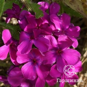 Флокс Никольский