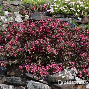 Вейгела Танго