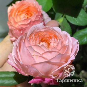 Роза Принцесса Сакура чайно-гибридная